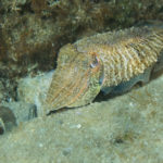 Common Cuttlefish (Sepia officinalis), Adriatic See. Sipa.