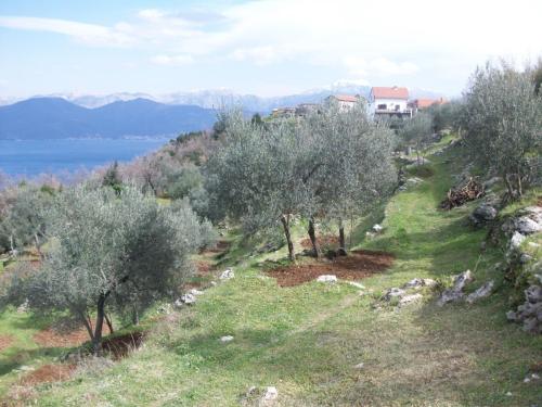 Olive farm3